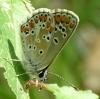 Aricia agestis